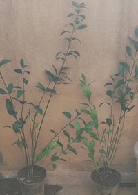 صباريات • صبار اجاف • توصيل الموصل