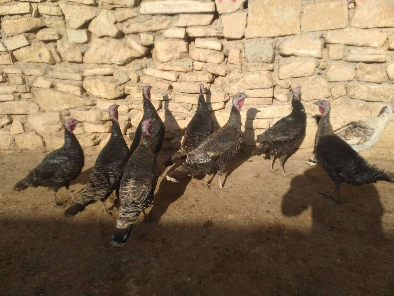 للبيع علوو عدد 9 نصحات فول صحه نشاط مكان موصل جانب ايمن شراي يتصل ع رقم او يجي خاص ***********
