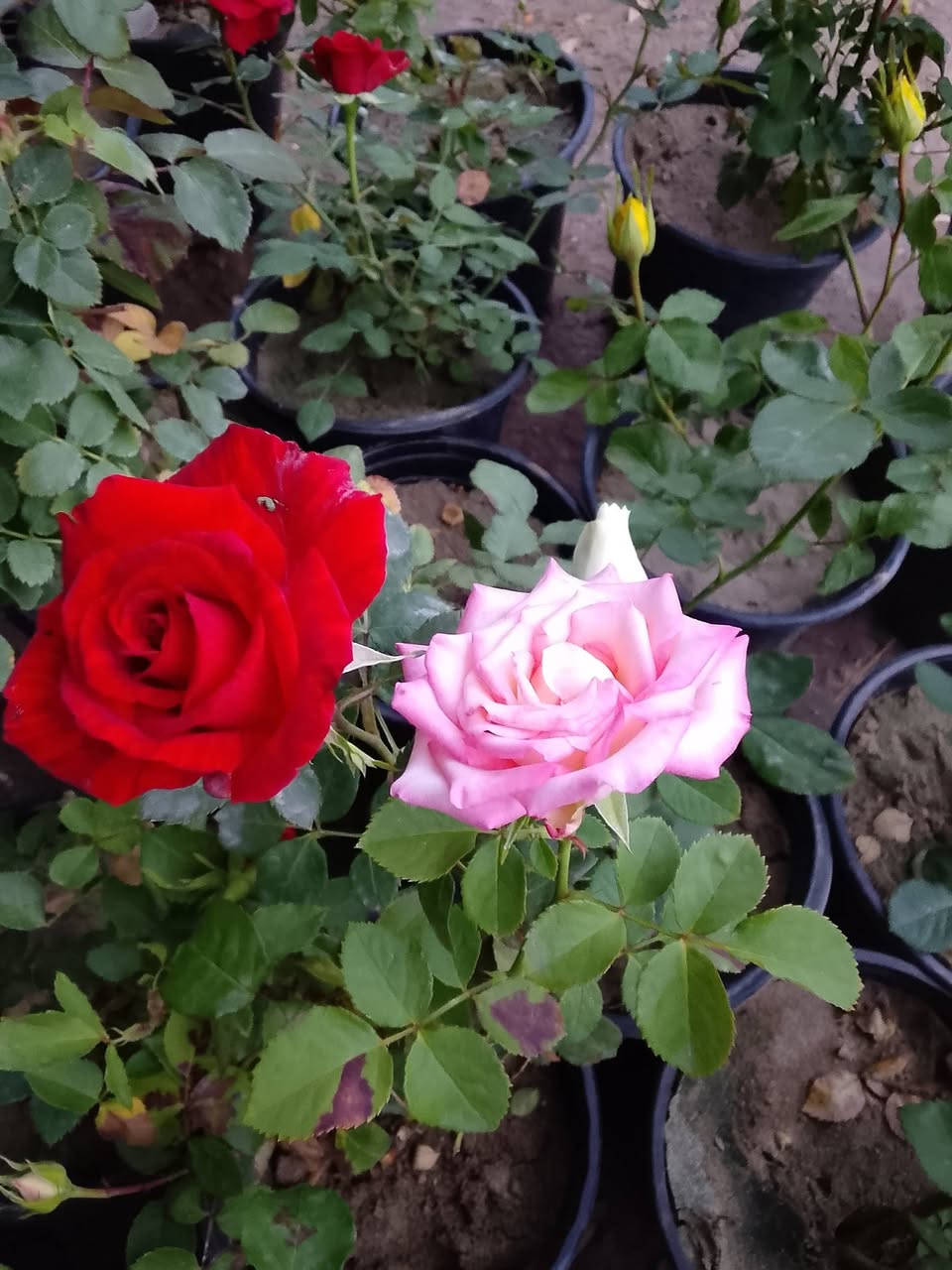 ماشاء الله مسواك اليوم يوجد توصيل ***********
