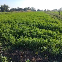 اليوسفية بئر الحمام • ٣ دوانم • ارض زراعيه