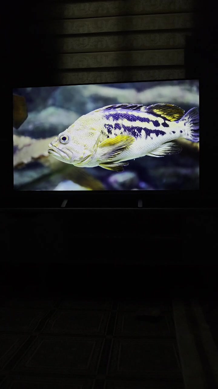 للبيع شاشه نوع روميو الإيطالي سمارت TV دقه 1080p60 HDRحجم 43 تكنك نت تشغل يوتيوب وبقيه البرامج (سينمانا وانفنكس والخ...) الشاشه نظيفه استخدام قليل سعرها 200 
عنواني البصره الحيانيه قرب سوق القسم 
رقمي ***********