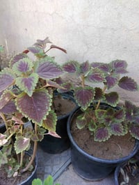 سجاد • ورود يومية • توصيل مجاني