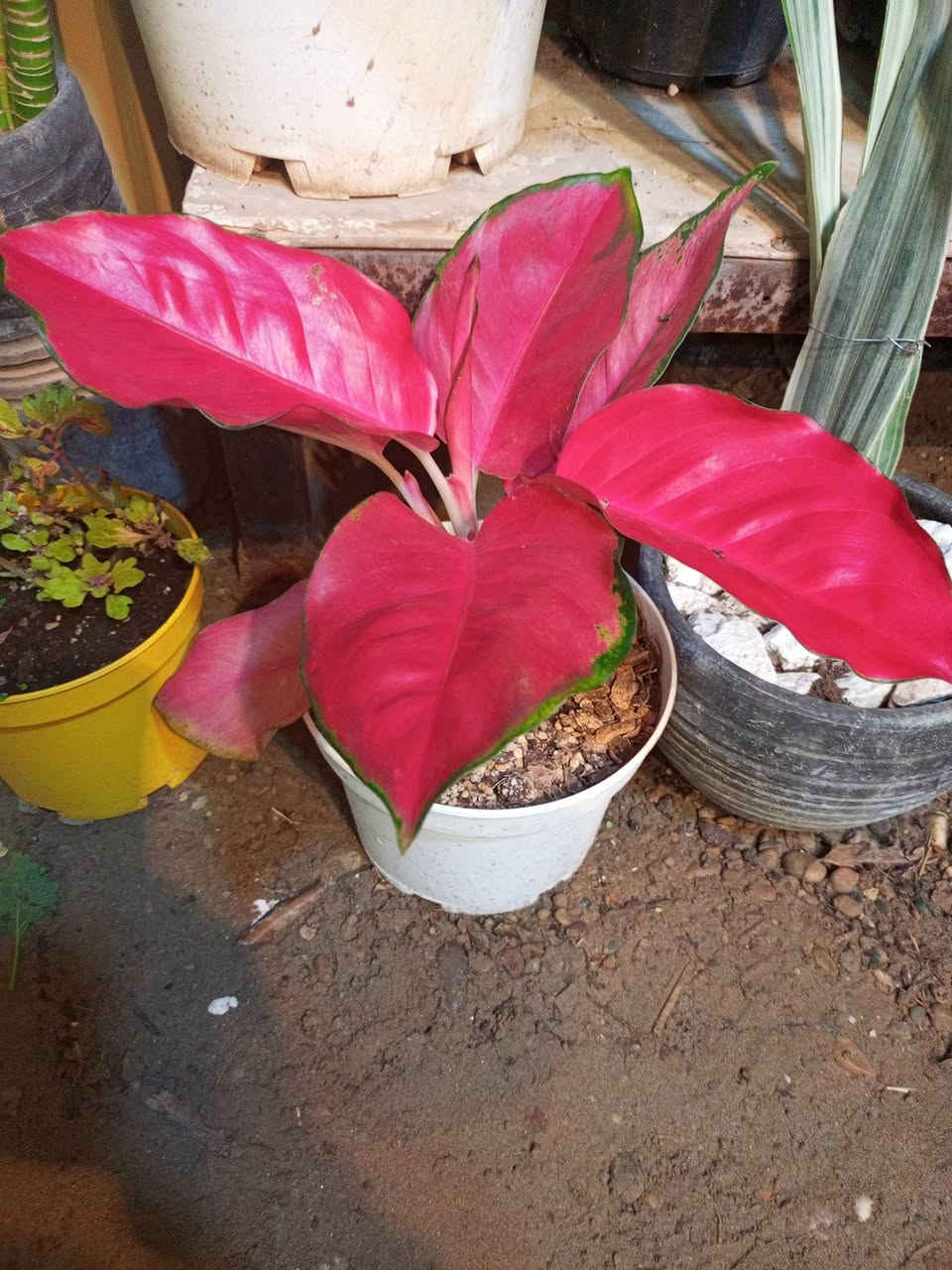 💯💯💯💯💯مشتل الجمعيه 💯💯💯💯💯 
يتوفر لدينا كافه انواع النباتات الظليه والخارجيه 
الدجيل الجمعيه خلف الدفاع المدني 💯 
للاستفسار *********** واتساب مازنجر 
توجد لدينا خدمه توصيل داخل الدجيل 💯
