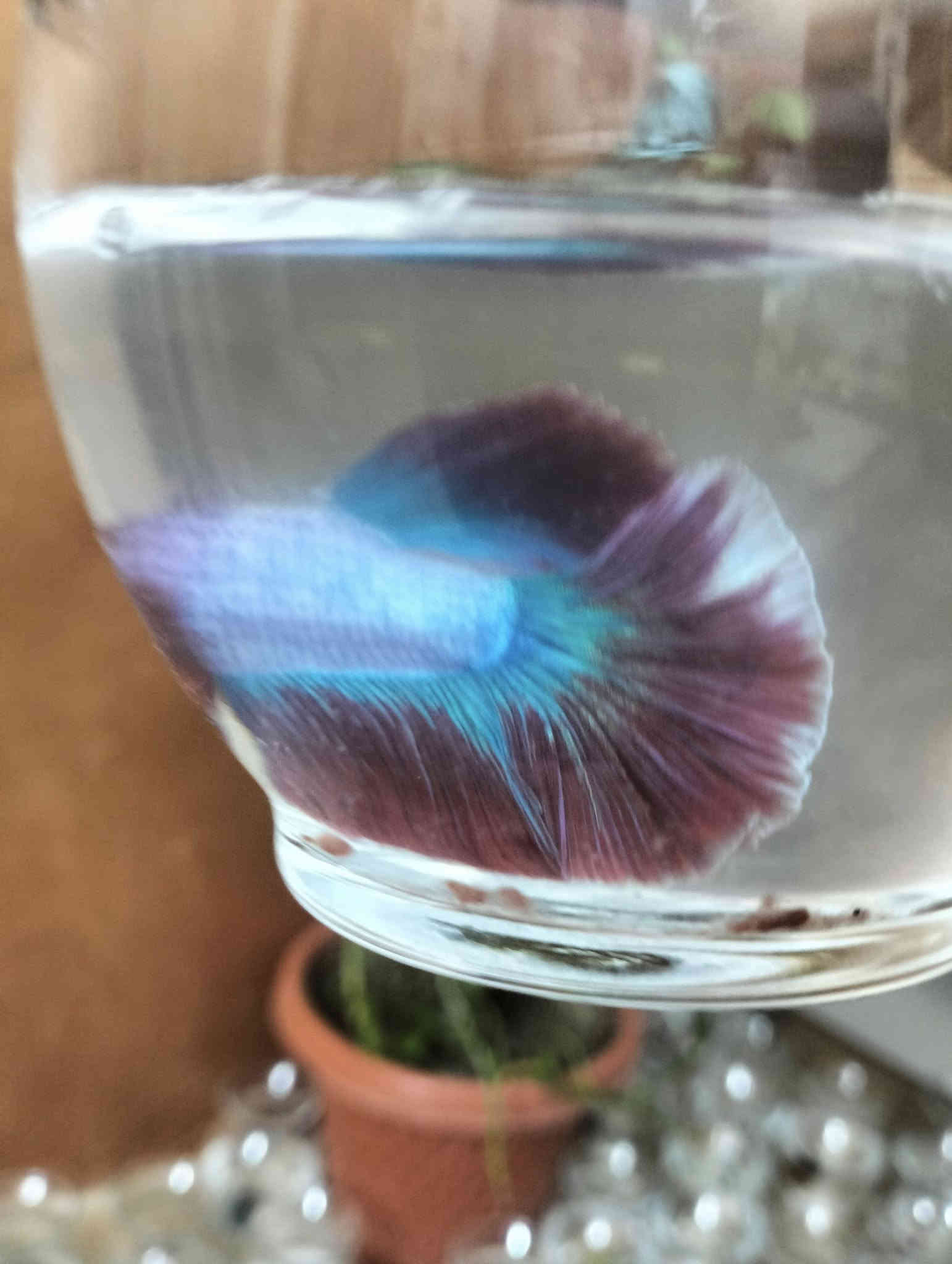 اسماك الفايتر سمكه مع دورق صغير مع احجار ضوئيه مع علف السمكه كيس ب5 الف مكاني الحرية توصيل داخل الحرية مجانآ والمناطق المجاورة توصيل 3الف وات ساب ***********
