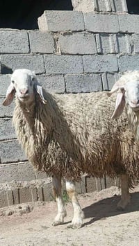 متاح طليان افحله اثنين عرجليات درجى اولى مكاني بغداد الي يريدهن يتصل و...