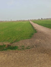 الرمادي زنكور • 3 دوانم • طابو زراعي سند 25