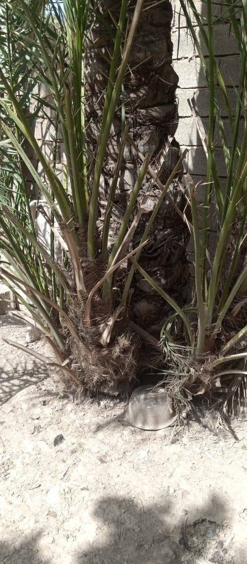 السلام عليكم
يوجد فسيل خضراوي للبيع 
العدد 26 فسيله 
المكان ابو خريبيش 
الاستفسار ***********
اتصل وتدلل ...
