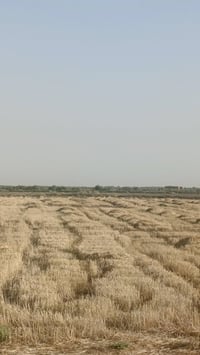 الزبيدية رساله • ارض زراعيه • ٧٧ دونم