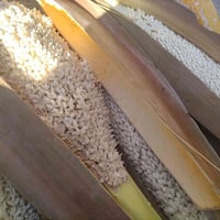 عندي لكاح نخل للبيع اليريد يتصل 07832159178 الي يأخذ أكثر من 10انطي هد...