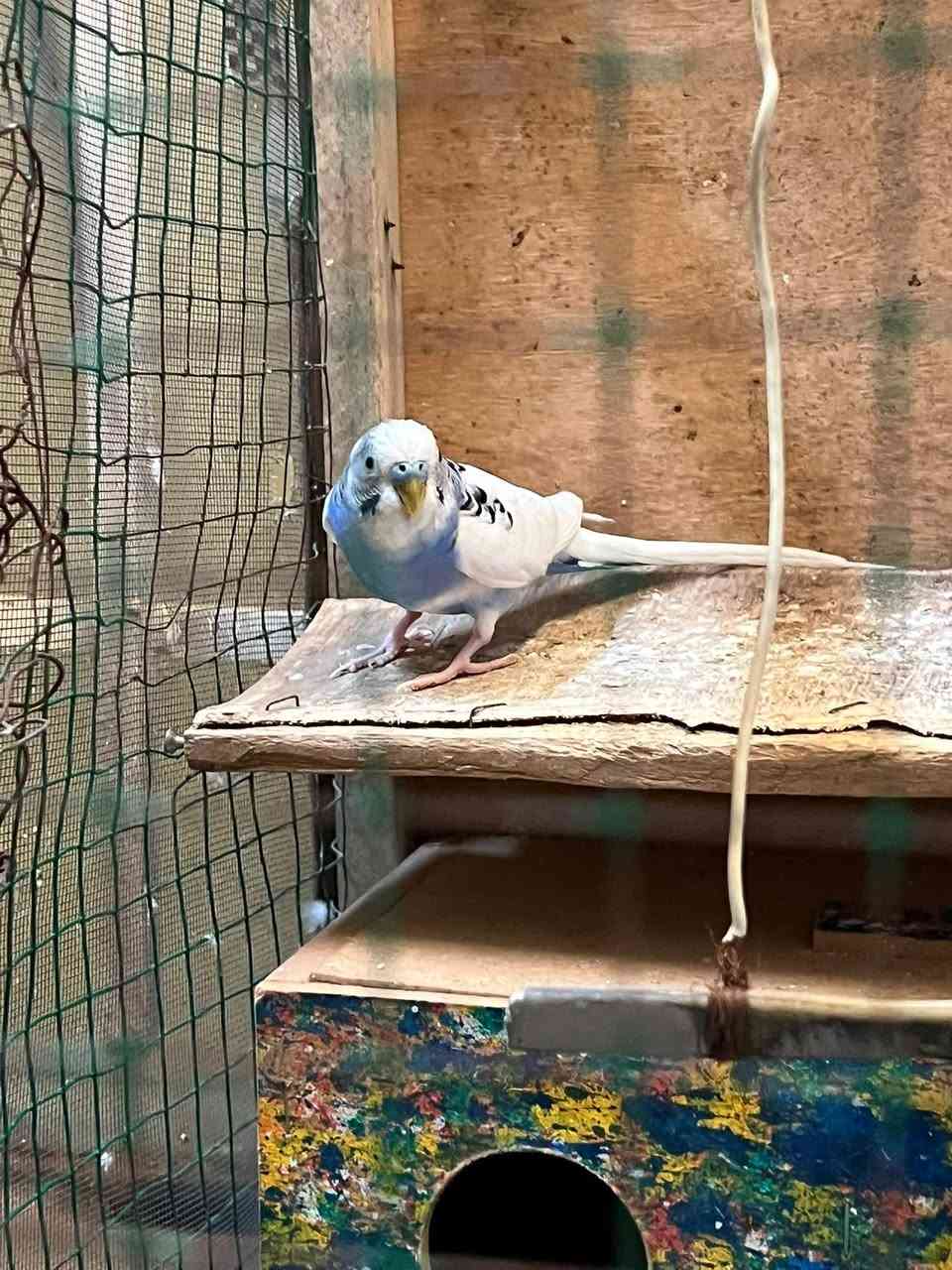 متاح طيور  حب 3ازواج وتك و3افراخ صحه فول معد قفص نضيف أبو الجراره معه كامل ملحقاته 75 الف وبي مجال حك جيتك


**إذا كنت صاحب هذا الإعلان وتريد حذفه لأي سبب، رجاءا أرسل رسالة إلى الدعم الفني**