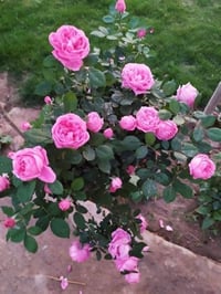 ورد جوري سلطاني • امهات ارتفاع متر • بيع جملة