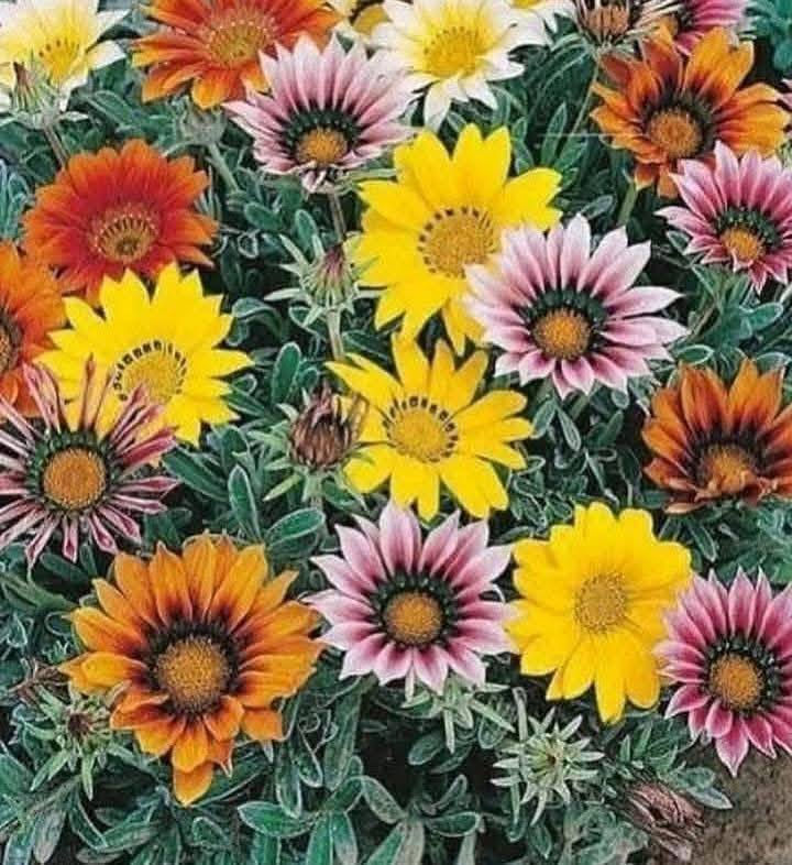 ورد دائمي التواصل خاص


**إذا كنت صاحب هذا الإعلان وتريد حذفه لأي سبب، رجاءا أرسل رسالة إلى الدعم الفني**