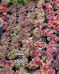 الموصل • نباتات خارجية • نباتات ظلية