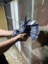 حمام • صحة زينة • البصرة أبو الخصيب