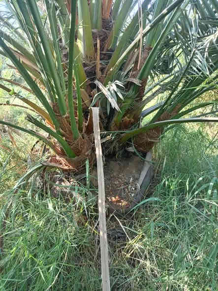 فسائل برحي درجه اولا للبيع   رقمي ***********
