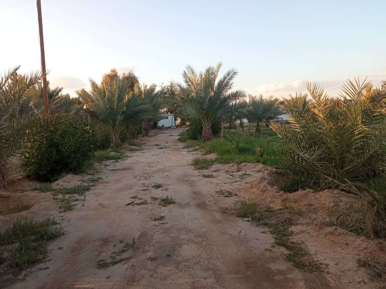 دونم للبيع شارع كربلاء نجف عمود 339خلف المواكب الحسينية بي بيت+ماطور غطاء 10حصان+ماء اساله خطين كهرباء خطين وطني+117نخله حمال مقابل المدارس السعر 90بي مجال قليل ***********
