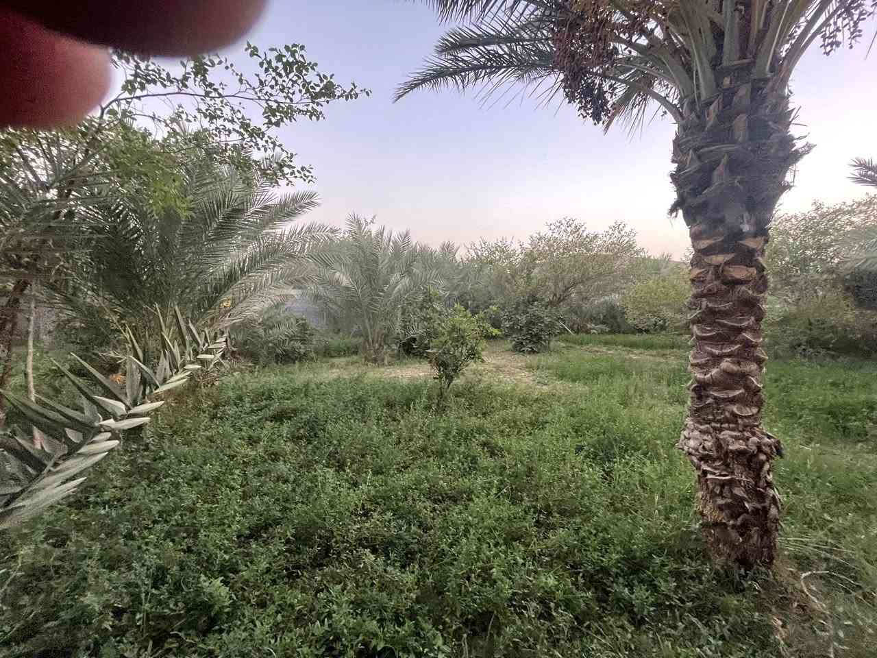 للبيع مساحة  دونم واجه21متر علئ ‏التبليط مبا شر￼
طابو سند 25 (تحويل أسهم بإسم المشتري) متوفرة كافة الخدمات (تبليط /ماء/ كهرباء/ مدارس/ مركز صحي/ الموقع كربلاء - شارع رابط الزبيلية يبعد عن شارع نجف كربلاء 3 كيلو يبعد عن شارع طويريج كربلاء سيطرة الإبراهيمية 3 كيلو يبعد عن مركز مدينة كربلاء الإمامين(ع) 8 كيلو 📞*********** /📞***********
