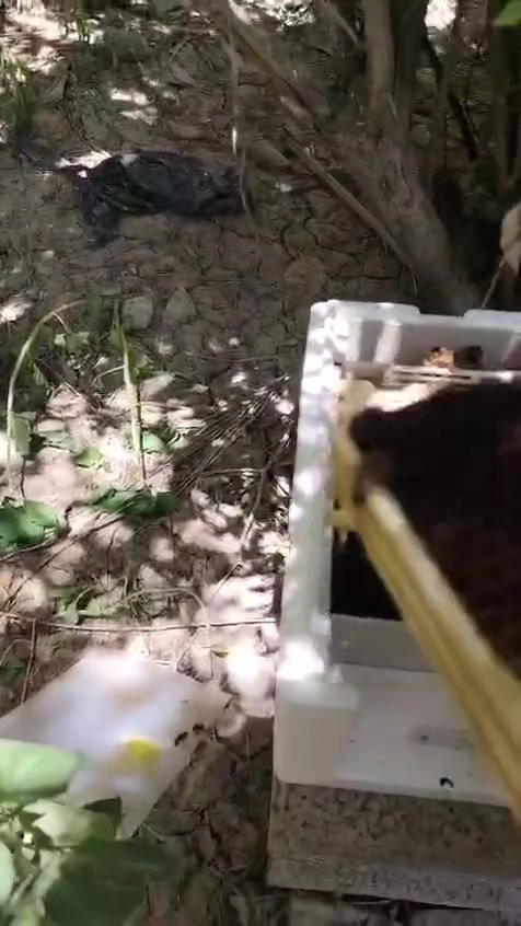 ⸻
🐝 ملكات نحل بكفاست ملقحة للبيع 🐝

متوفر لدينا ملكات بكفاست ملقحة تلقيح 26/6، جاهزة للعمل داخل الخلية.

✅ ملكات ملقحة تلقيحًا طبيعيًا.
✅ مناسبة لإنتاج العسل وتكوين طوائف قوية.
✅ يمكن بيعها مع النوية، وهي خيار ممتاز للمبتدئين ولمن يرغب ببدء مشروع تربية النحل بسهولة.
✅ ملكات سليمة وجاهزة للإدخال.

🍯 متوفر البيع:

الملكة وحدها.
أو الملكة مع النوية (حسب الطلب).

📩 للحجز والاستفسار الاتصال بالرقم : ‭***********‬
