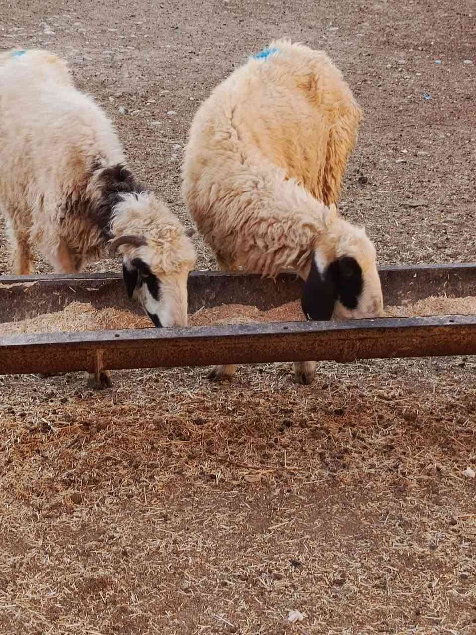 يوجد نعاج درجه اولى العدد 5 ناصحات شرط نصاحه بعدهن وراجين ومحنيات وبيع شلع سعر الوحده 160 الف قفل 🔒 بدون عمله العنوان بيجي رقم الهاتف ***********....‏‪***********‬‏

