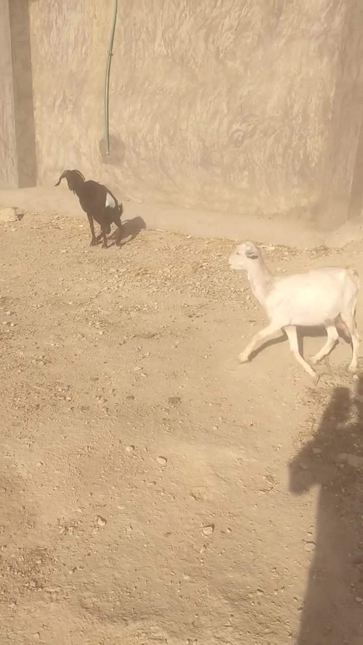 متاح زوج عنوز مال جنيه وحده مبدله اربع سنون وحده مصفيه سنونه كل وحده والده بطن وحده عشر على حظ راعيها سعر زوج 450 مكان حديثه بني داهر رقم ***********
