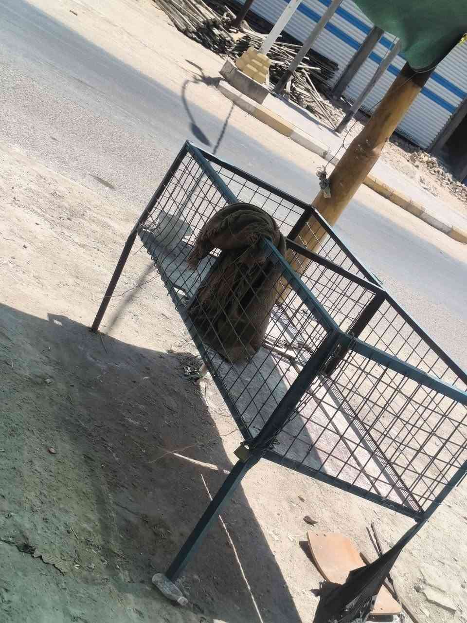 غراض دجاج ابيعهن كلهن سوه ب350مكاني ناصريه مركز


**إذا كنت صاحب هذا الإعلان وتريد حذفه لأي سبب، رجاءا أرسل رسالة إلى الدعم الفني**