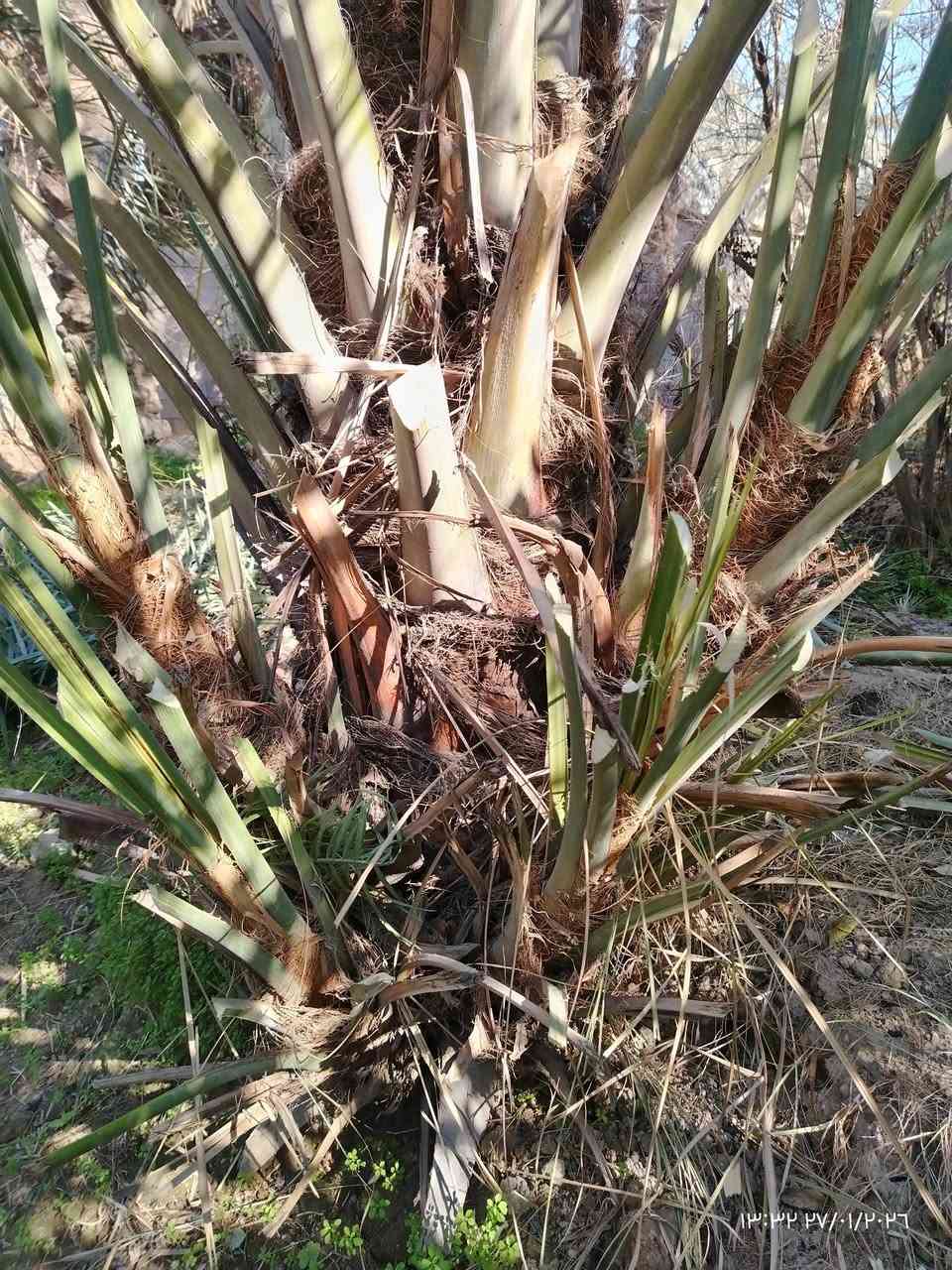 فسائل زهدي و تبرزل سعر الفسيل عشر الاف ***********
