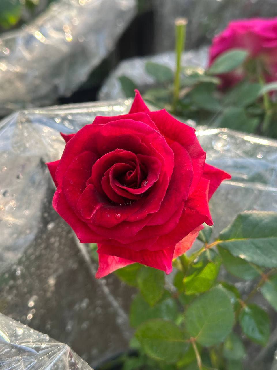 لديك مكان مشمس ومتهوي 
انصحك  بي الورد الجوري الهجين 
جمال واناقة لا تقاوم 🌹💐
 كل هاذ الجمال بس يم مشتل النورين 
#عنوانه_شارع_الغطاس_خلف_المجمع_السوري


**إذا كنت صاحب هذا الإعلان وتريد حذفه لأي سبب، رجاءا أرسل رسالة إلى الدعم الفني**