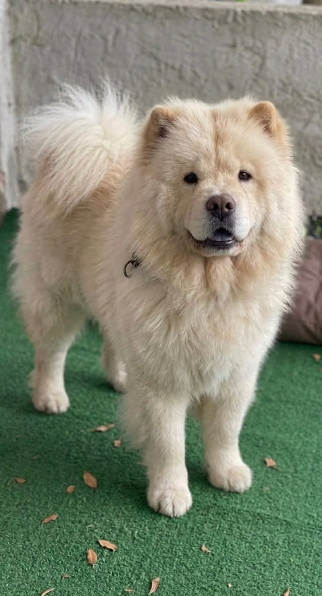 🐶 سەگی جۆری White Chow Chow بەردەستە 🐶
✅ تەمەن: ٩ مانگ

✅ ڕەنگ: سپی

✅ تەندروستی زۆر باش و چالاکی بەرز

✅ قژی چڕ و دیمەنێکی جوان و تایبەت

🚚 گەیاندن بۆ هەموو پارێزگاکان بەردەستە

📞 بۆ زانیاری زیاتر:

***********
