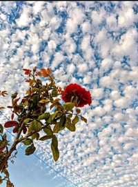 المحاويل حصن جعفر • طابو ملك صرف • ٢٠٠م