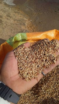 بونيكام • حليب بروتين • بابل الكفل