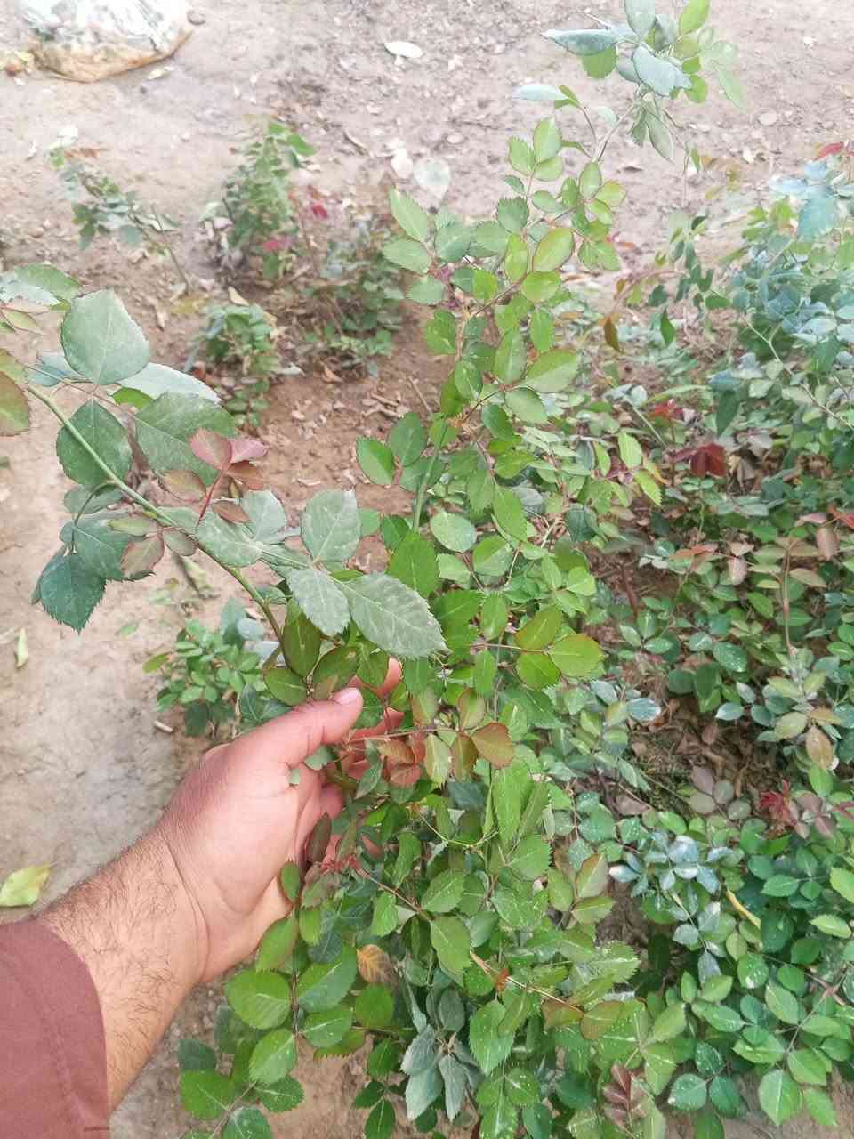 السلام عليكم ورد جوري عطري عطرة حييل قوي وردة كبيرة درجة اولى 🌹🥀 بيهن طول اكثر من متر وبيهن  نص متر  )) مجذرات وكاملات عدد تقريبا 20 شتلة  جايبهن من اربيل  الي  يريد يتفضل خاص وبخدمتة


**إذا كنت صاحب هذا الإعلان وتريد حذفه لأي سبب، رجاءا أرسل رسالة إلى الدعم الفني**