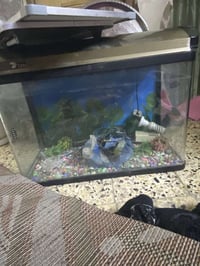 حوض سمك • اغراض زينه • للبيع