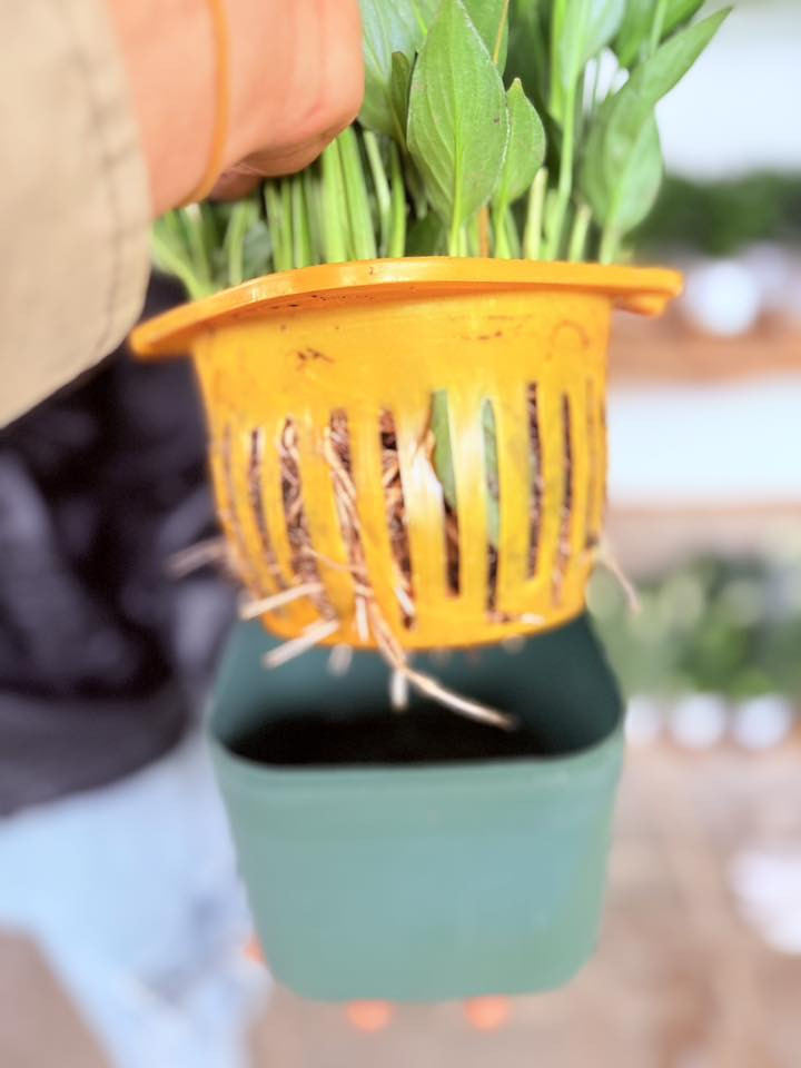 السلام عليكم 

تم وصول نبات ضليه ماىيه 
اسم النباة شراع حجم كبير 
🟢يوجد مفرد وجملة 
✅التوصيل قضاء الحي 
✅الاسعار ادخل استفسر ع الخاص
ويتوفر أيضا جميع انواع البتموس المستورد والاسمده وال NPK

العنوان🫰
واسط قضاء الحي 🫠
بدايه جسر الكراده😚
( مشتل الغراف )
رقم***********
***********
بأدارة(ابو ادهم)
