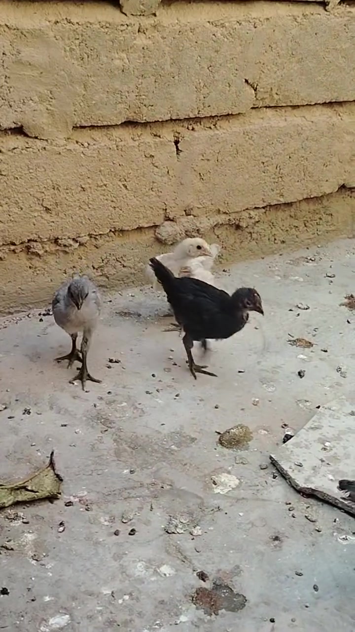 للبيع دجاجات عرب نضيفات وبياضات عدد ٤ مع دجاجه وافراخها ٦ فراريج بيهن رصاصيات واحد منهن مودلي ديج مكاني العلم للاستفسار ***********
