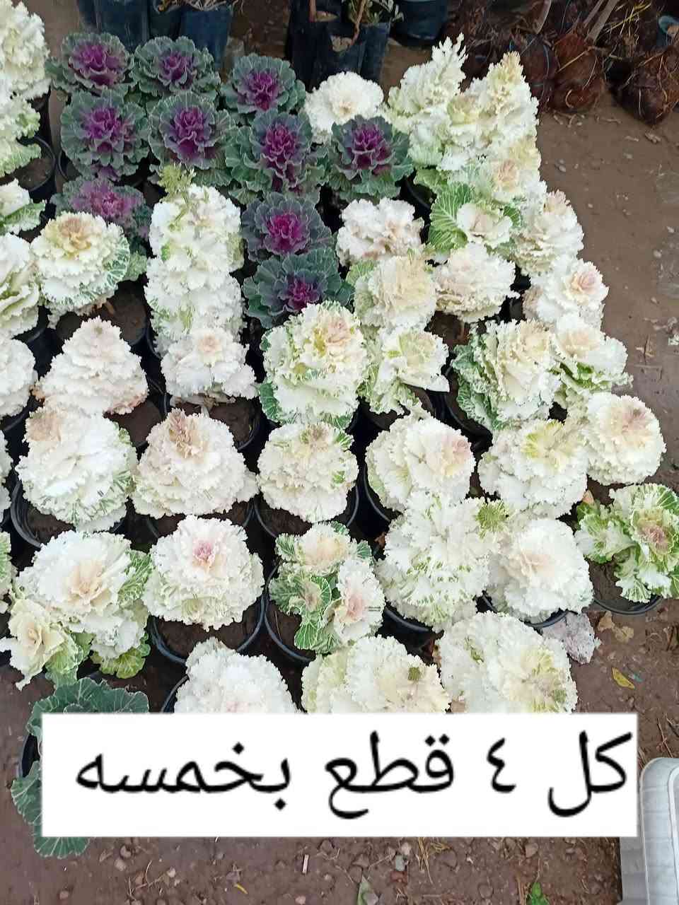 مشتل جنى على شارع العام مقابل جامعه الكوت ويوجد لدينا خدمة توصيل


**إذا كنت صاحب هذا الإعلان وتريد حذفه لأي سبب، رجاءا أرسل رسالة إلى الدعم الفني**