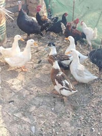 بش • زوج • للبيع