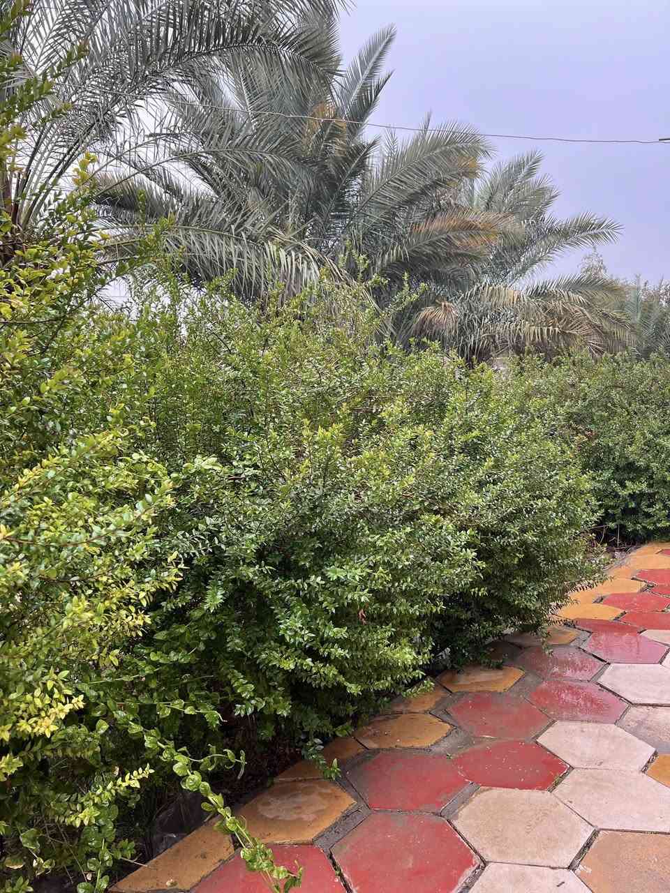 السلام عليكم
بيت للبيع ، المساحة الكلية ٧٥٠ متر

سند البيت : ملك صرف (الجنس بستان)

مساحة البناء ١٢٥ متر ( غرفتان كل وحدة ٥x٤ 
والاستقبال ٤x٦ 
والمطبخ ٤x٥
والصالة ١٠x٣،٥
يحتوي البيت على صحيات داخلية وخارجية
وغرفة في الطابق الثاني)

البيت ركن في منطقة حي الامام ( السواجي) فرع بيت ابو علي وعد الگصاب 
ويحتوي البيت على اشجار ونخيل وحديقة.. كما موضح في الصور ادناه
للأستفسار اكثر يرجى الاتصال على الرقم

***********
