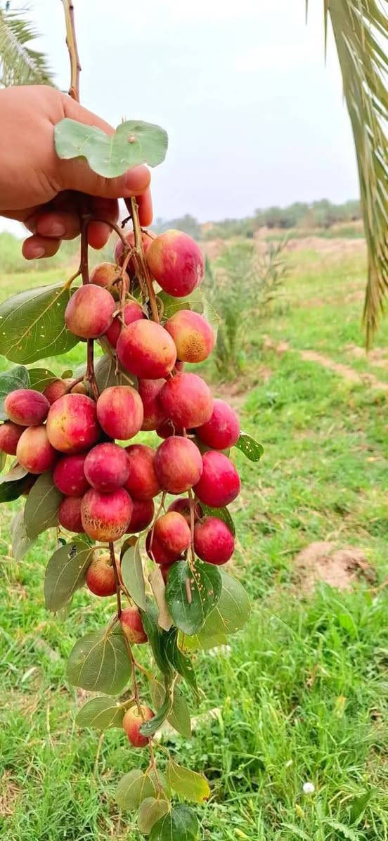 بسم الله الرحمن الرحيم
اللهم صلِّ على محمد وآل محمد
متوفر تطعيم النبگ السدر بجميع الأصناف
✔️ تطعيم غصن
✔️ تطعيم برعم
حسب طلب الزبون وبأفضل طريقة لضمان نجاح التطعيم إن شاء الله.

🚗 العمل متوفر في جميع نواحي وأقضية الناصرية حسب الاتفاق.

📍 الموقع: قضاء النصر

📞 التواصل:
واتساب فقط: ***********
واتساب + رصيد: ***********
حياكم الله وأهلاً وسهلاً بالجميع
