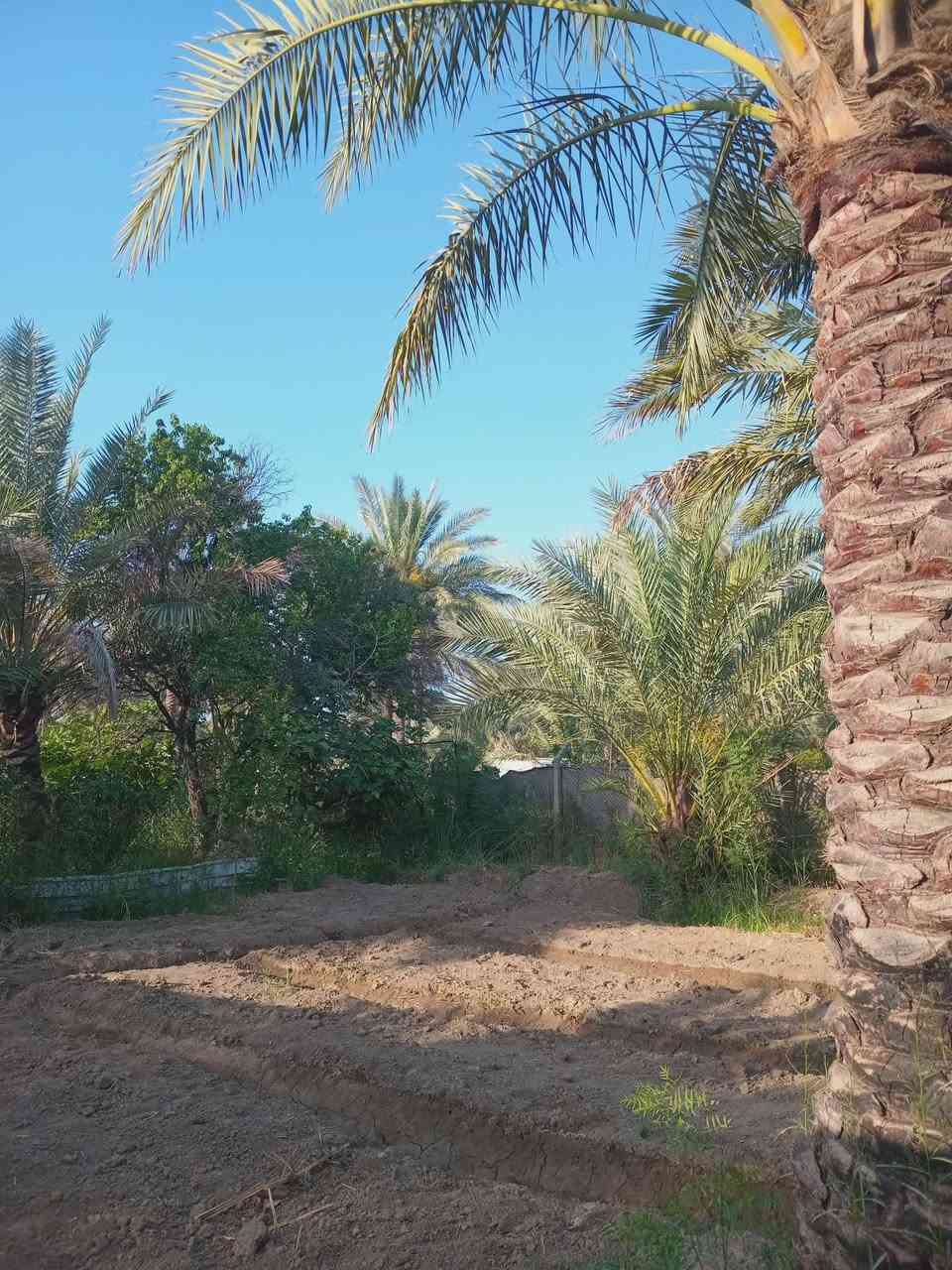 750 متر طابو زراعي سند 25 مفوضه كامل خدمات على التبليط مباشر.
كهرباء ماء اساله تصلح للسكن عنوانها بغداد الراشدية قرب البحيرة أو بل قرب من الشارع 
المؤدي الى الجزيرة السياحية تبعد عن الجزيرة ربع ساعه سعرها مناسب 
***********
***********
