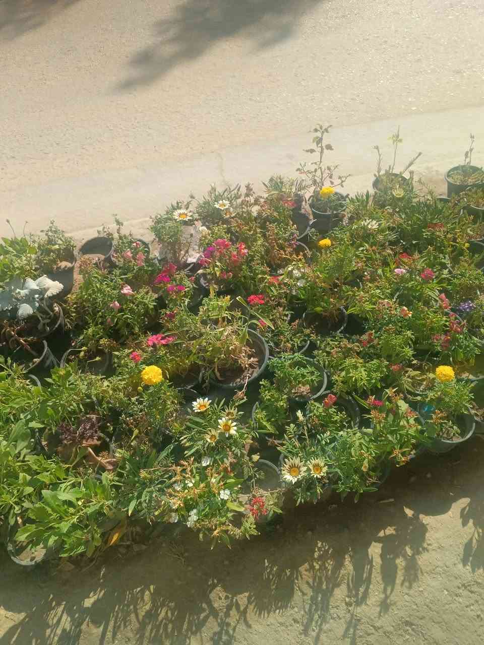 السلام عليكم  اخوان  شغل الحدائق وترتيب وزراعة الحدائق الاستفسار الاتصال عليه الرقم الاتي ‏‪***********‬‏
