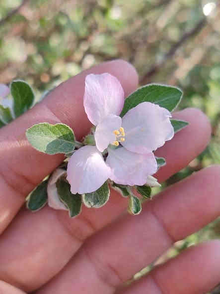 تفاح الابراهيمي
صنف عراقي باأمتياز ولادته في العراق وهو اجود ماانتجته بلاد الرافدين 

حجم ثمر كبير طعم ونكهه ولون ويقاوم ظروفنا الحاره 
ننصح من يرغب في الاستثمار يزرع صنف الإبراهيمي.

سعر /    9 الف 
طول / متر واقل 

متوفر لدى مشتل المصطفى  
للطلب  او  الاستفساار  ***********
عنوان / تقاطع سبعه نيسان
