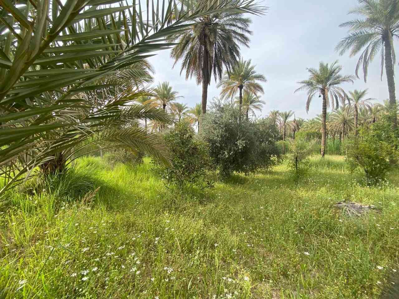 بيع مستعجل بيع مستعجل 

بستان دونم بسعر جدا مناسب جاهز  افلاحه املاجه سكي سيح بير __٤٠نخله جميع اشجار  والفواكه متوفر جلسه مشاوي وغرفه حارس وصحيات مسيج بي ار سي جاهر __
 سند ٢٥ تحويل طابو الحسينية بسعر __١٠٠ مليون فقط
  الأستفسار  اكثر اتصال ع رقم الهاتف
__ 🤳***********__
