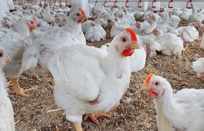 اللهم صل على محمد وال محمد
يعلن خان دجاج بركات الامام القاسم 
 المصادف يوم الثلاثه
   14/  7  / 2026  🐔🐔🐔🐓🐓🐔🐔🐔
عن توفير دجاج بكافة الاوزان سعر الكيلو ب 3150متوفر دجاج خير من الله
مع التنظيف التام مجانا
العنوان / قضاء السنية الشارع العام مقابل عمود740 
للاستفسار الاتصال على الرقم***********
