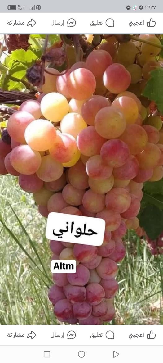 غوان سلام عليكم عنب شلاع انواع الصناف ومثمر يوجد توصيل من 100 وافوق العنوان حله السياحي *********** عنب ملا فلاح ومضمون النواع
