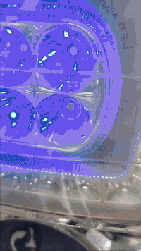 سيفان • كاملة • أوراق أصلية