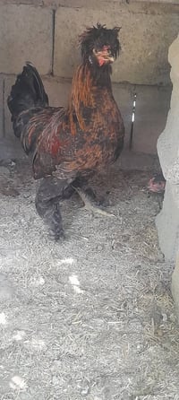 ديوك هراتي • ديك دنفش • دجاج هراتي • ديوك • دواجن