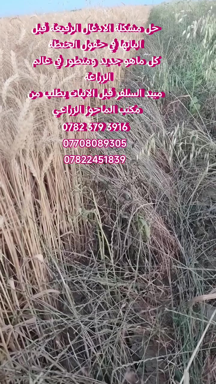 اعلان وصول مبيد السلفر مفسد بذور الادغال في حقول الحنطة المبيد المعتمد والمجرب  لدى جميع الفلاحين
للتخلص من الرويطة والحنيطة والسنيسلة الدوسر والخباز  في حقول الحنطة احجز الآن   مبيد 
السلفر لان الكميات محدودة 
  للتخلص من مشاكل المكافحة الورقية غير الفعالة 
طريقة استخدام السلفر  بعد الزراعة مباشر تكافح قبل الرية الاولى  
المبيد آمن على نمو بذور الحنطة  لايترك اثر على التربة    المبيد مطلوب لدى جميع الفلاحين في العراق  بعد النجاح الذي حققه  يطلب من مكتب الماحوز الزراعي  وكيل معتمد لتوزيع المبيد


**إذا كنت صاحب هذا الإعلان وتريد حذفه لأي سبب، رجاءا أرسل رسالة إلى الدعم الفني**