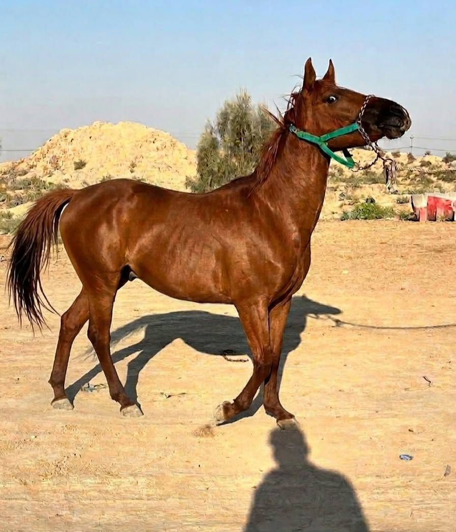 ***********
‏‪***********‬‏
خيالته فرس عربيه عمره 3 سنوات وراهه فلوو عمره تقريب شهرين مكفولات ع كل عيب وشرط الصحا ولهدو سعر 850 وبيهن مجال
