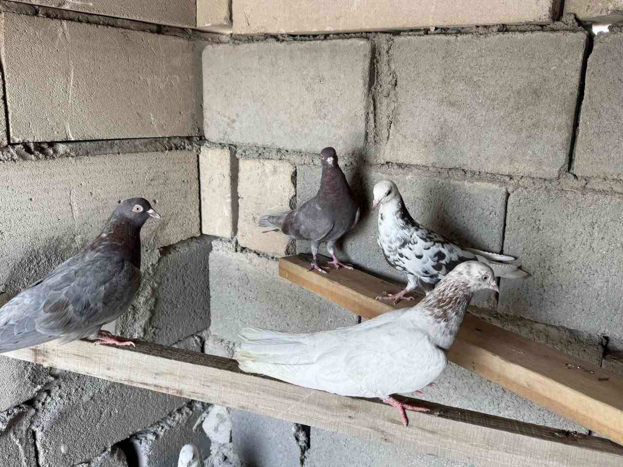 متاح. 9 لوت. الوان حلوه اجسام حلوه وعلى وجه بيض. الطيور ابيعهن شلعه وحده  ومن الاخير سعرهن 50 مكاني البصره الزبير


**إذا كنت صاحب هذا الإعلان وتريد حذفه لأي سبب، رجاءا أرسل رسالة إلى الدعم الفني**