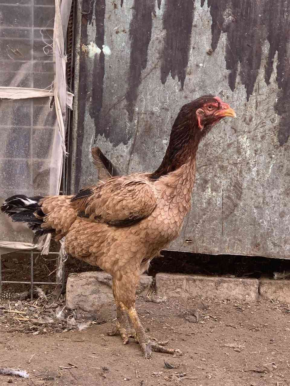 السلام عليكم شباب هاي دجاجات هرتيات للبيع بيهن سوده بعدهه زغيره السعر 100بيهن مجال قليل ليريدهن بخدمته الاستفسار ***********
